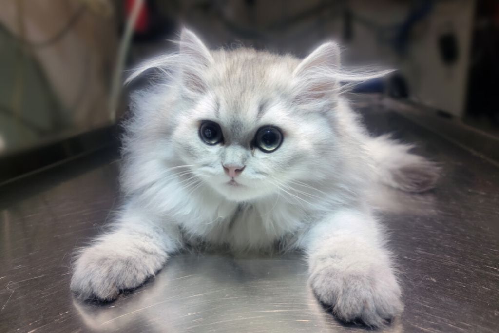 Когда кастрировать кошек и как это сделать