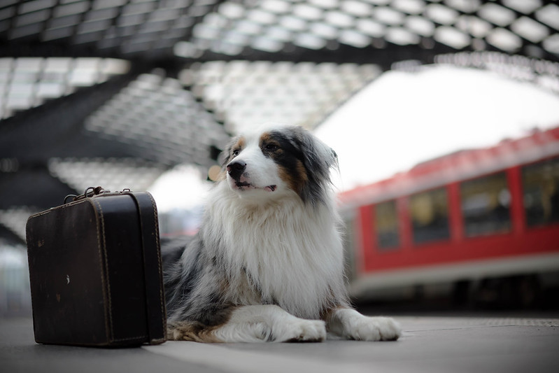 Особенности вывоза животных