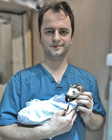 Хорек на руках у главного врача